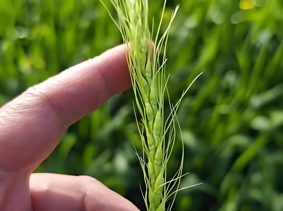 4月份小麦抽穗不齐？不一定缺水缺肥，做好这4步，照样多收几百斤