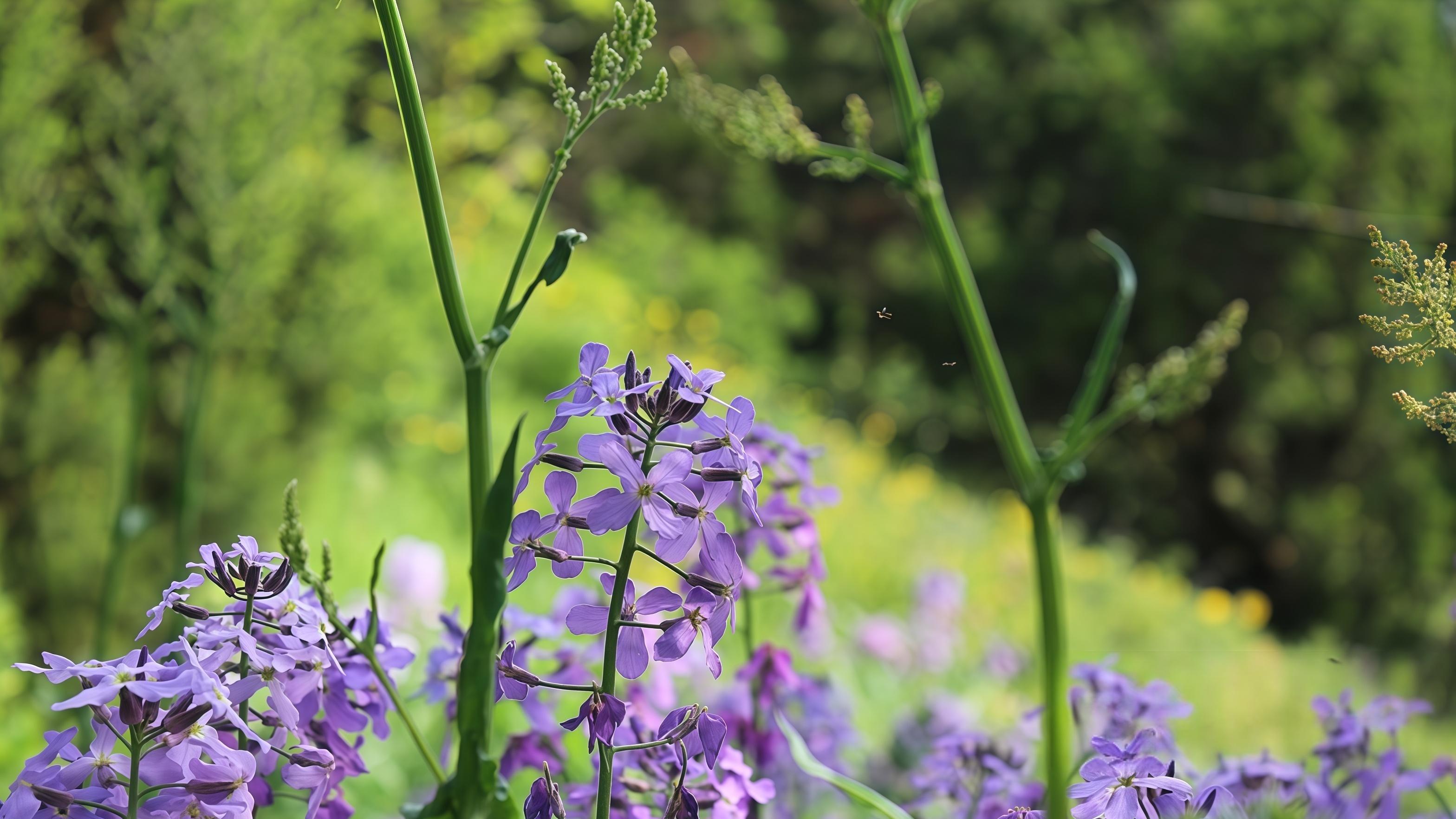 央行2615亿“放水”？背后隐藏精密调控