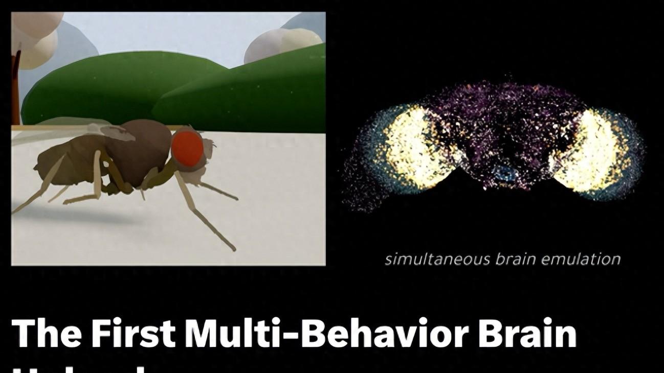 果蝇“意识”上传，我们离永生究竟有多远？