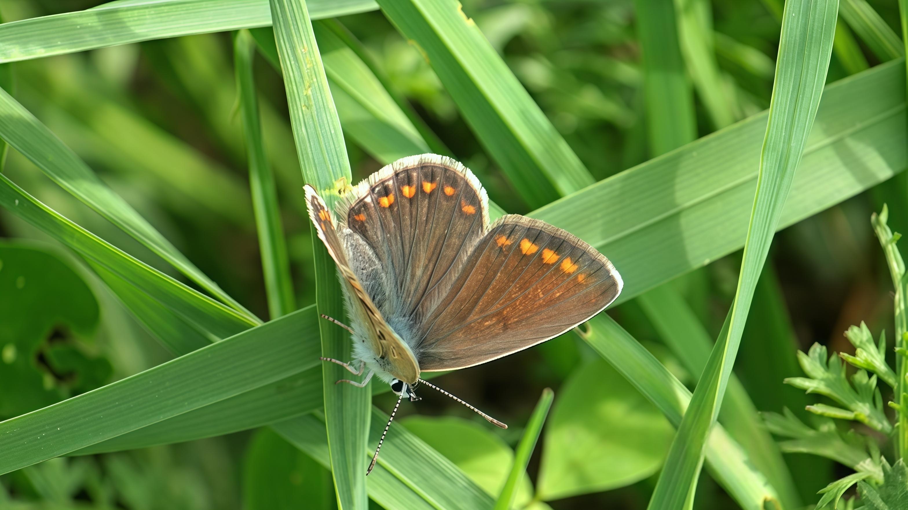 你的新手机号，可能在替别人“还债”