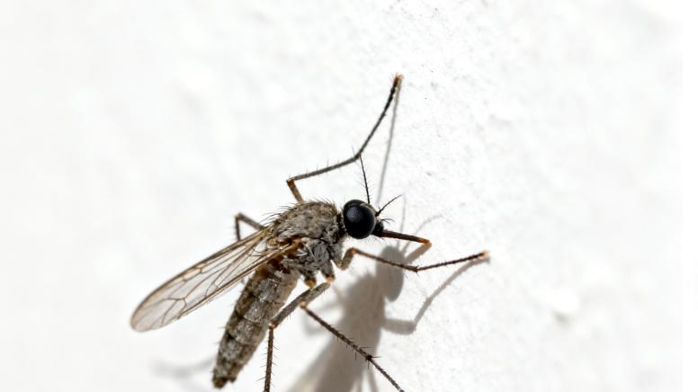 研究表明，森林的流失正在驱使蚊子对人血的渴望