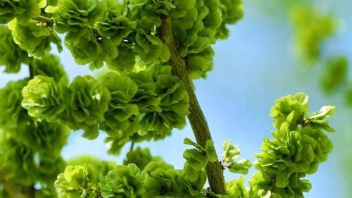 春天又到了吃榆钱的季节