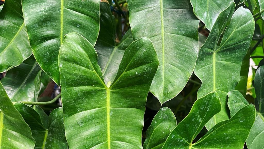 会议之外：中国式共识的另一种效率