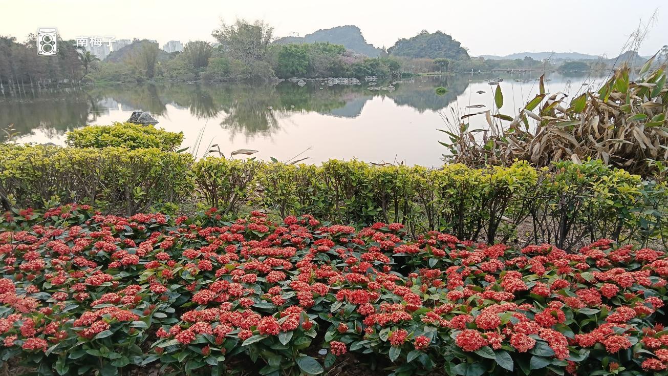 今年是暖春，荔枝和龙眼树开花特别少。