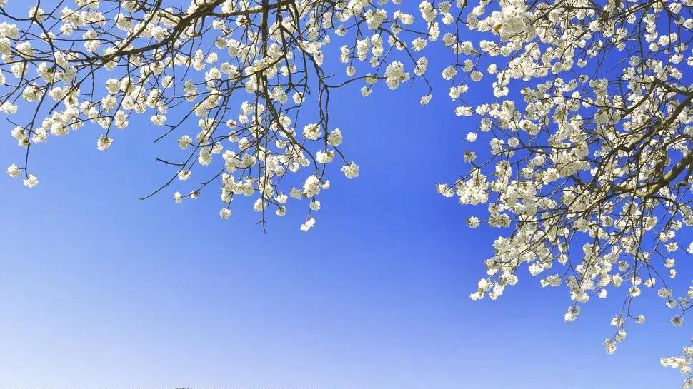 阜南张建恩：故乡是生命之魂，也是一场青梦