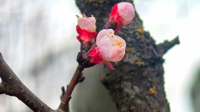 【我的家乡我来晒】二沟：花红柳绿春意浓 踏春赏花正当时