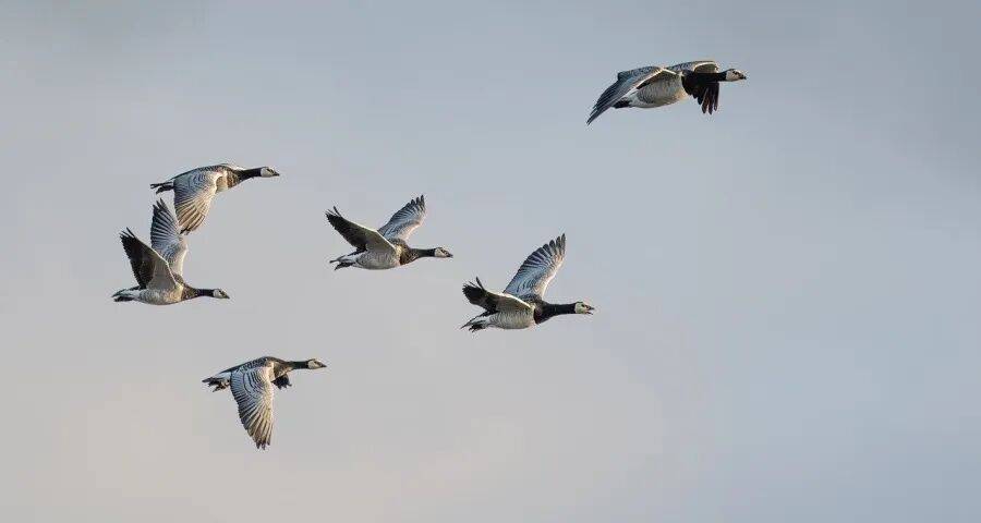 家电经销商的好日子正在到来！