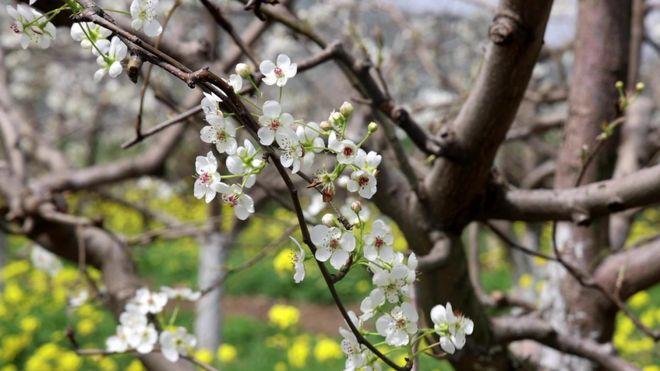 垣曲县历山镇：梨花盛放春意浓 梨农授粉促增收