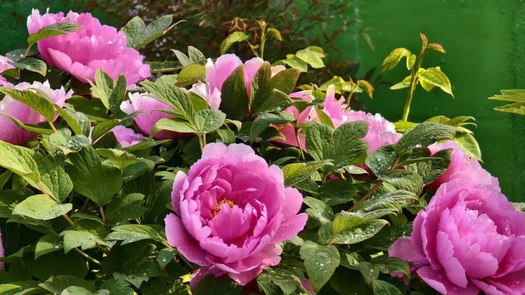 菏泽牡丹的传承发展与历史担当