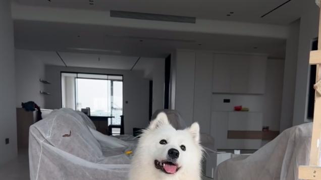 2026带宠跨省长途出行安全省心选择攻略：跨省长途搬家平台物流人宠跟车找哪个顺风车平台划算有实力？