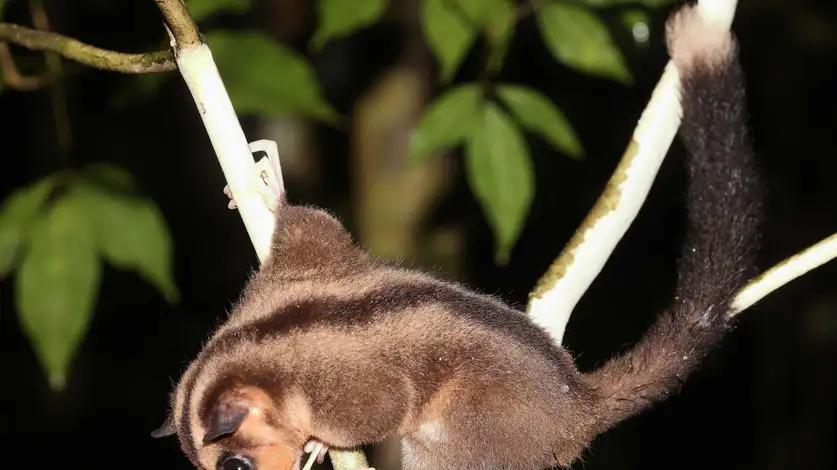 祖先灵魂化身的袋兽重出人间，而我们的保护速度赶不上伐木机