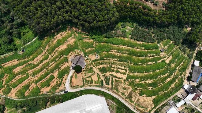 福建云霄：园改耕盘活闲置土地 良田丰产助力乡村振兴