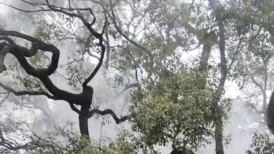 小小爆竹惊燃千年古树，一场意外带来温柔提醒