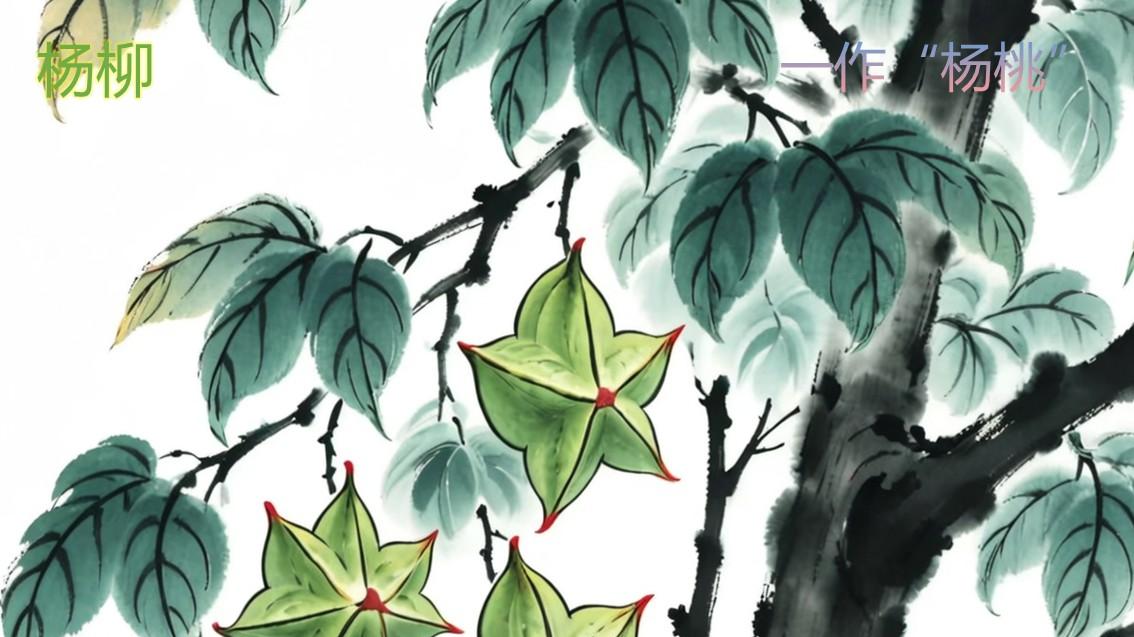 榧实、槟榔，海松子、椰子《纲目》果部-夷果类2