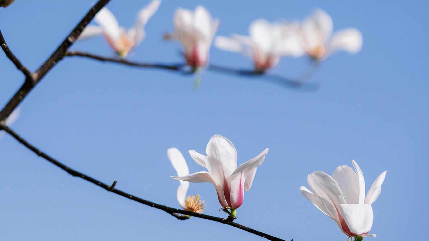 辰山植物园玉兰绽放！