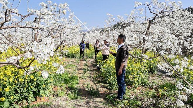 垣曲县长直乡涧溪村：春暖时节梨花开 抢抓农时授粉忙