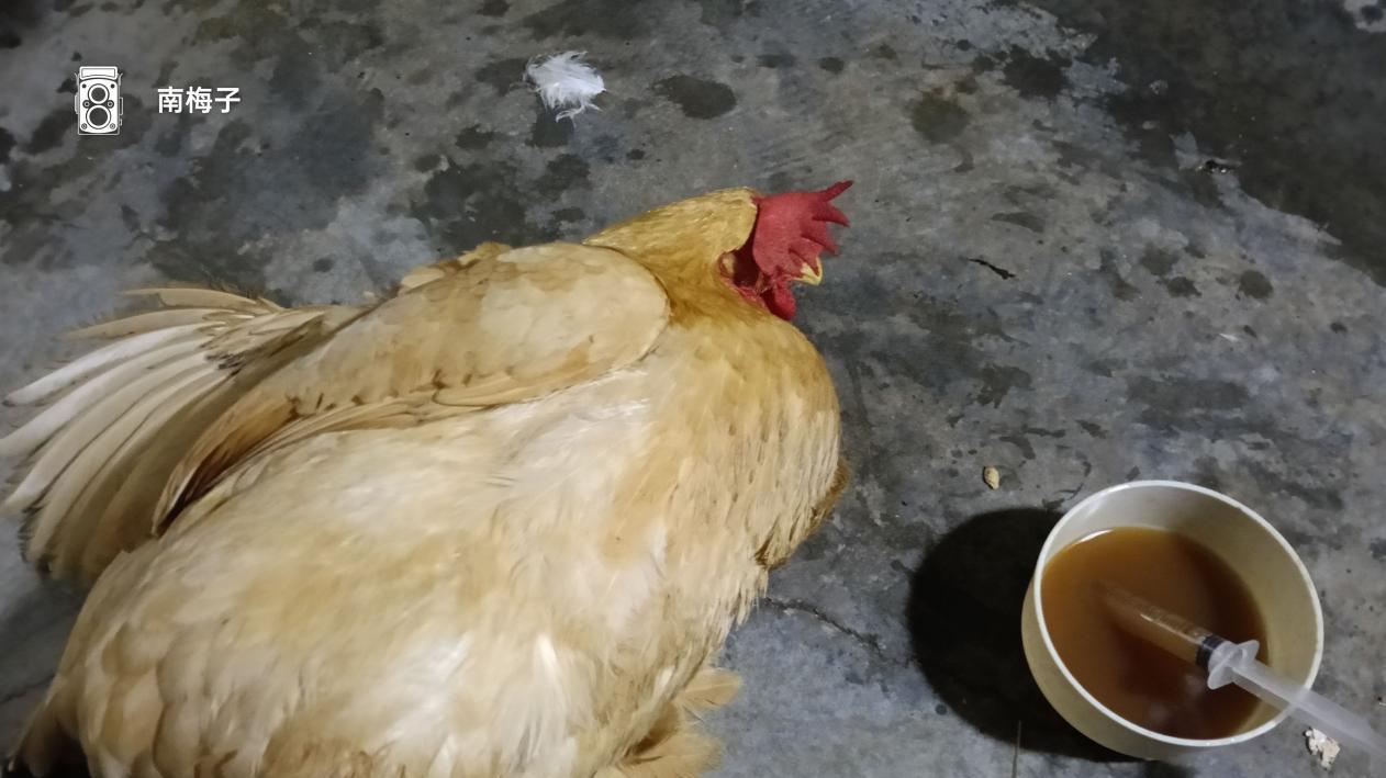 我和鸡一起喝小青龙汤加减方