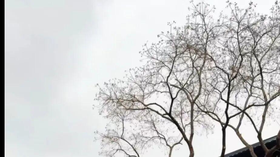 官杀混杂断不明