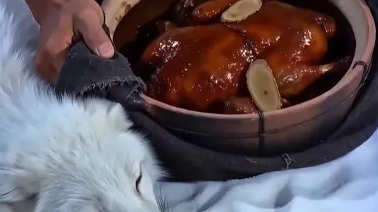 上百人雪山救狐 这份温暖藏着怎样的力量