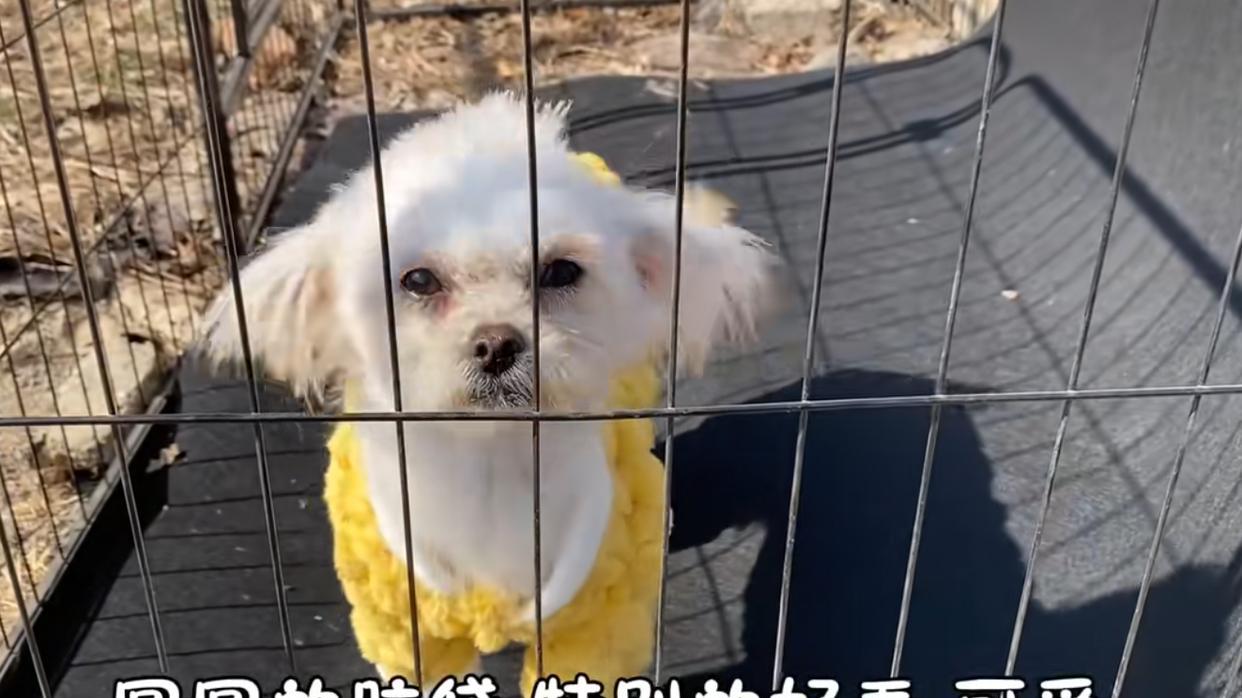 狗狗被弃养之后，拼尽全力才得以苟延残喘，又差点倒在寒冷的冬季