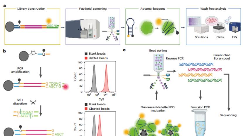适配子与 cell‑SELEX 技术：精准分子识别与靶向递送的创新工具