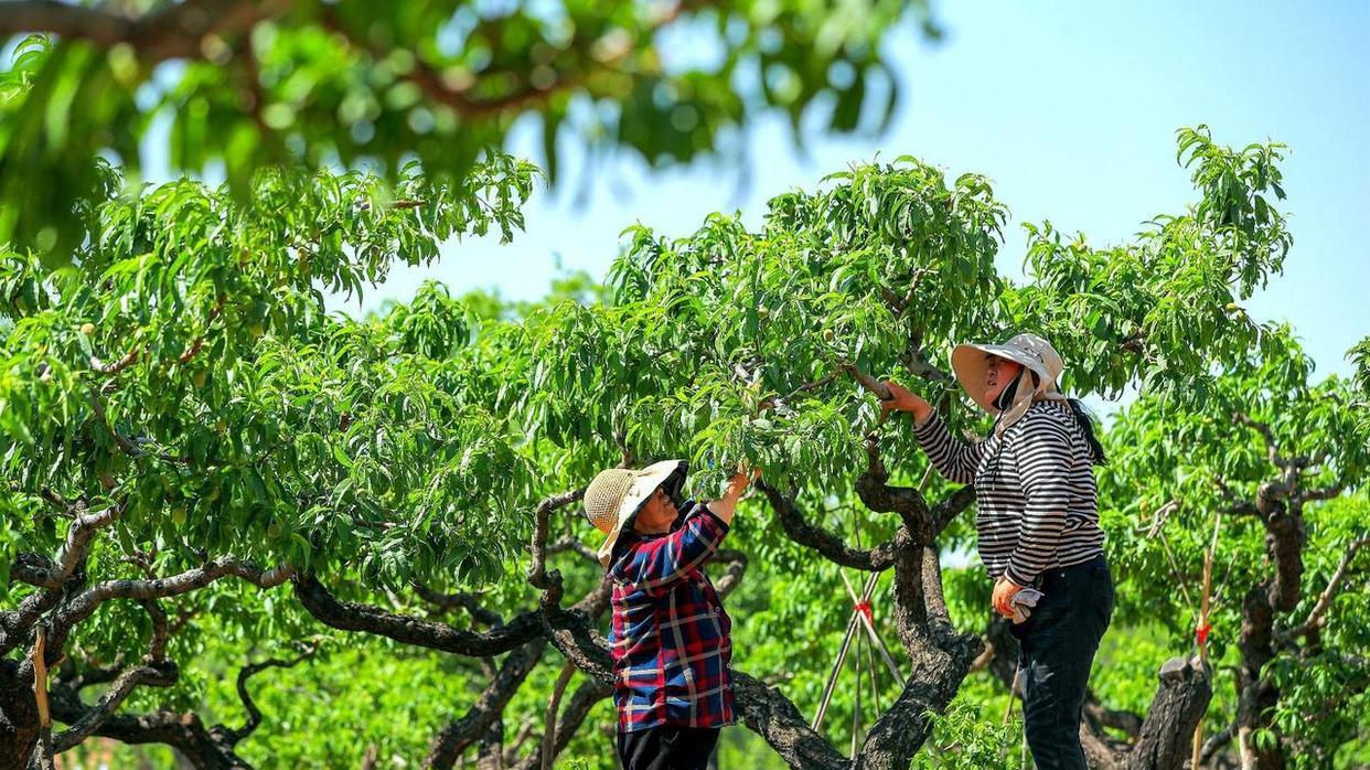 二沟：桃树园里疏果忙 提质增效促增收