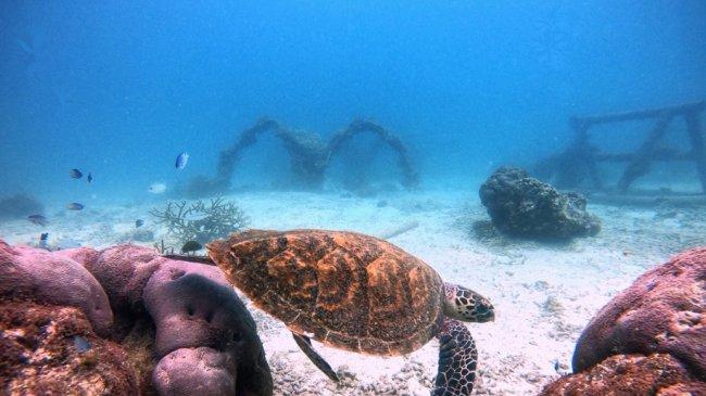 探索天鹅岛深处，在月之影度假村守护海龟