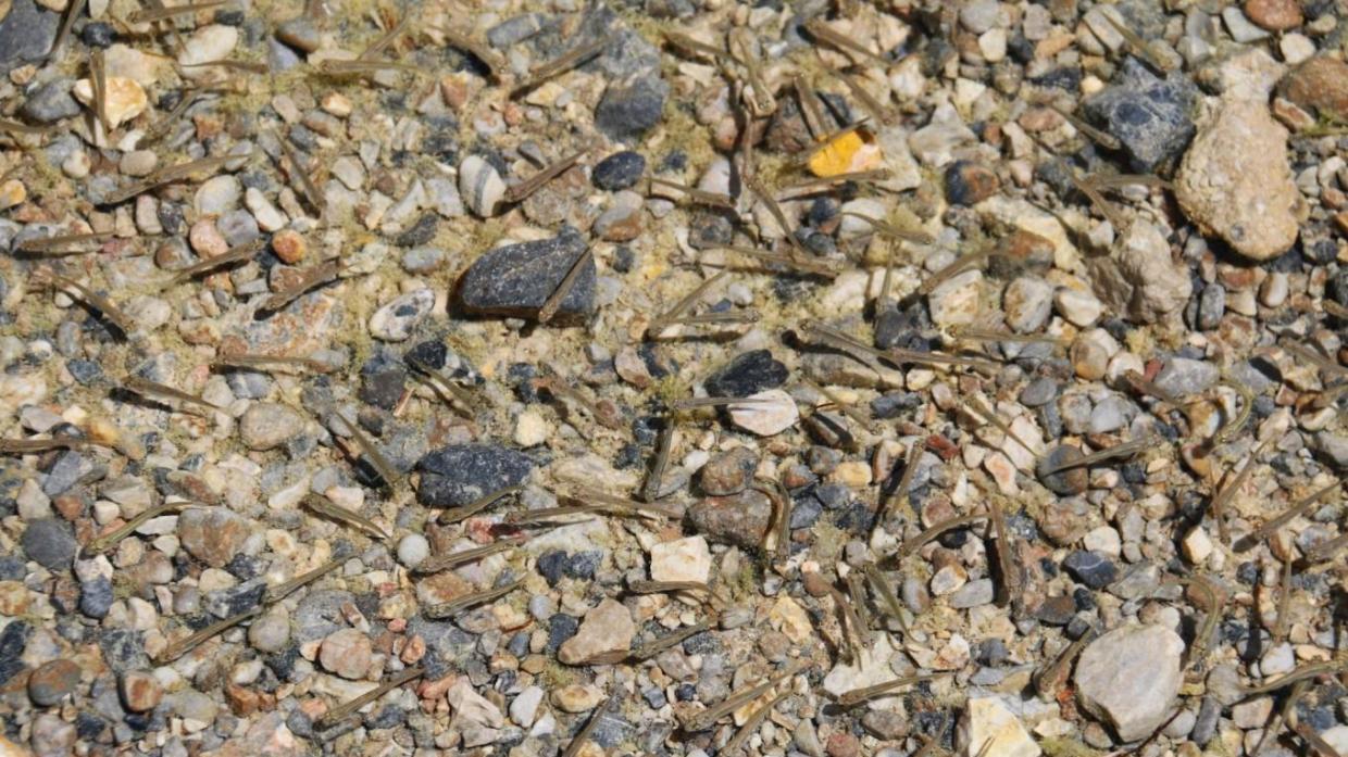 环游圣湖纳木措（冷水鱼）