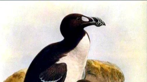 让人猝不及防的北极企鹅，悲惨的回声