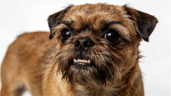 拟人化萌宠——布鲁塞尔格里芬犬全维度解析