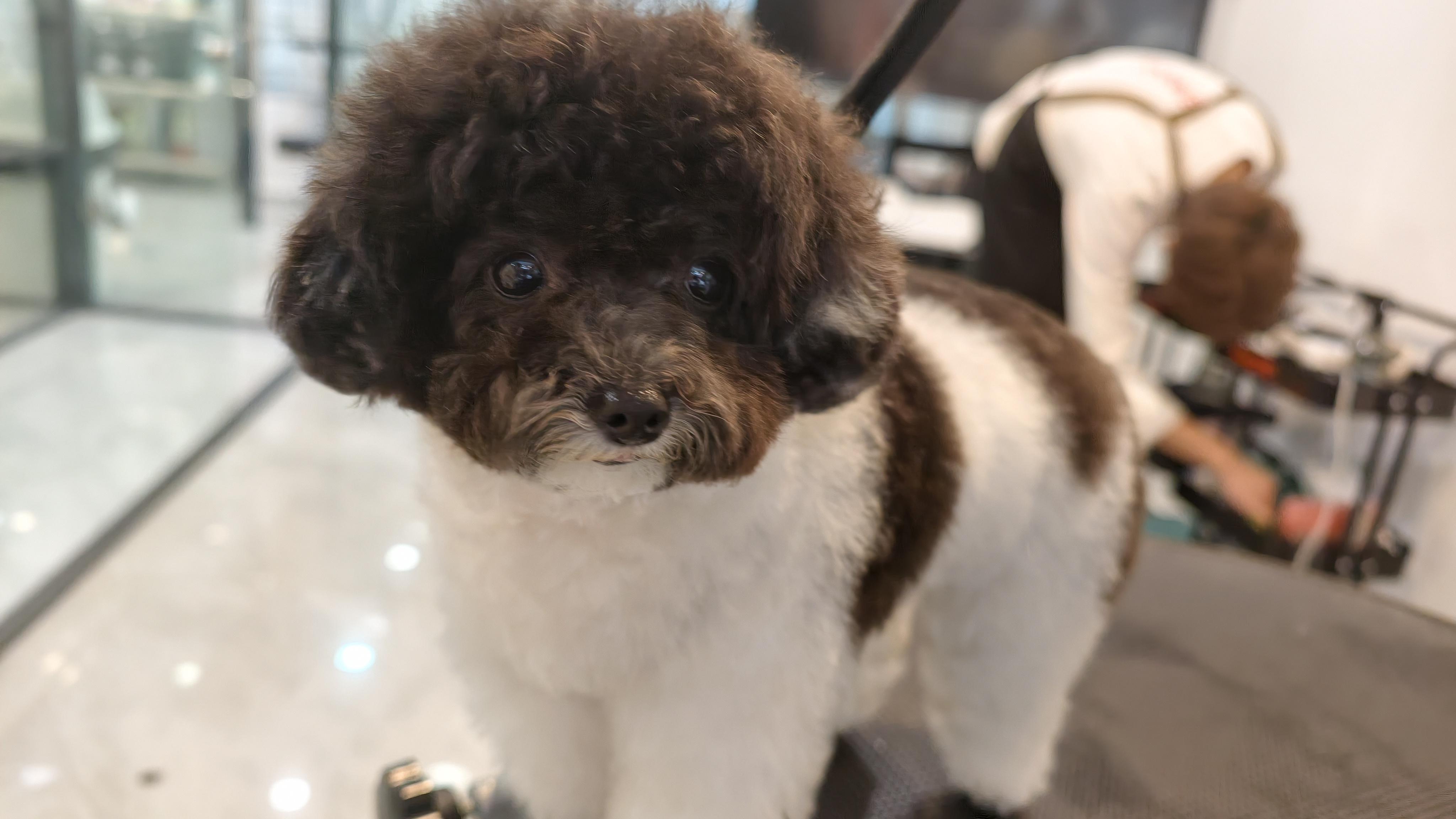 清明出门，宠物在想什么？