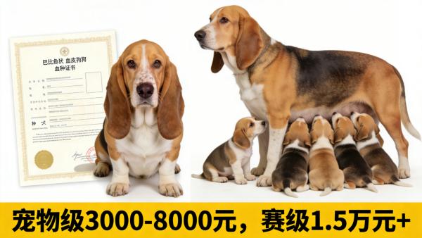 巴吉度犬：长耳垂间的狩猎传奇与家庭暖宠