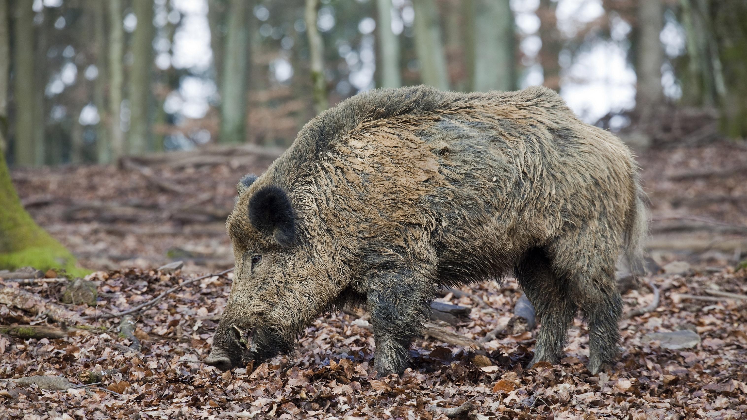 黄金越疯，风险越近