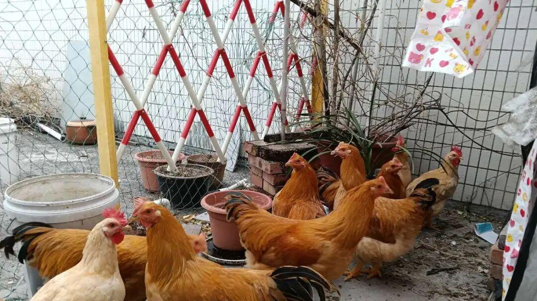 现在我真正体会到养鸡也有牵挂