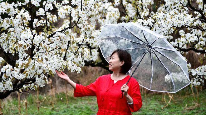 当桃花盛开时，杏花却已逐渐凋谢，紧接着，梨花绽放