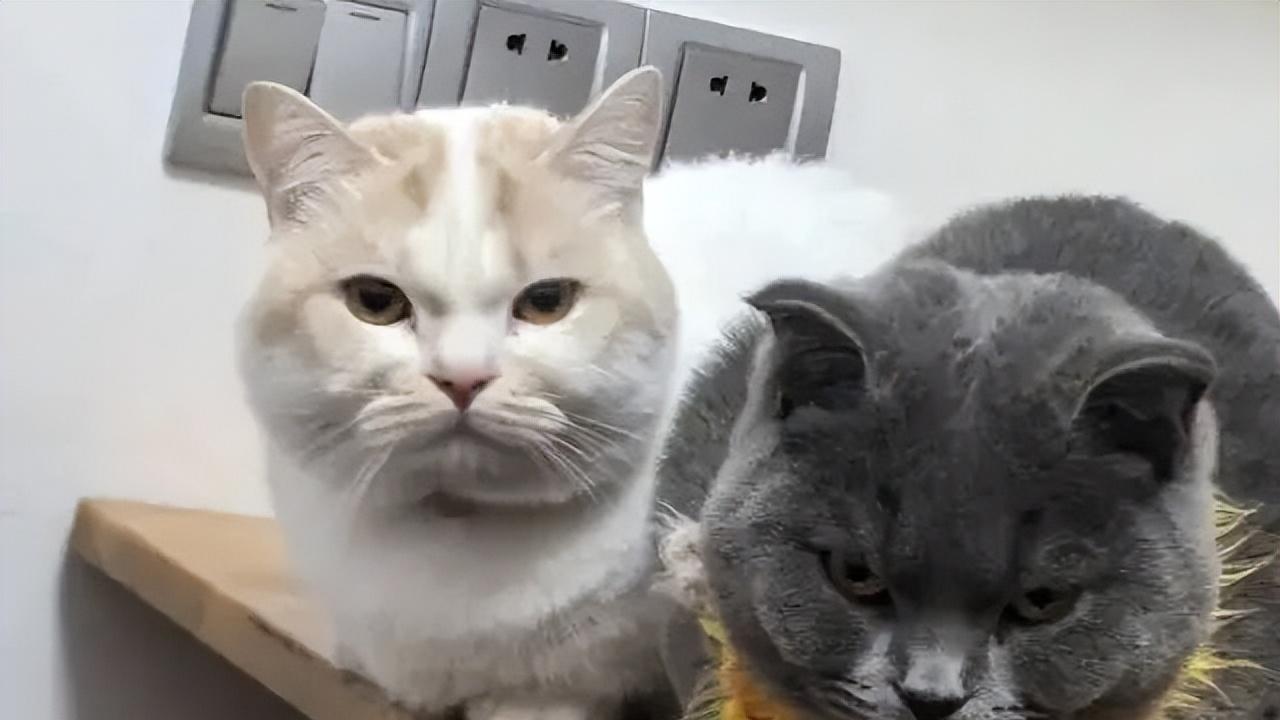 如果有来生，我想做一只猫