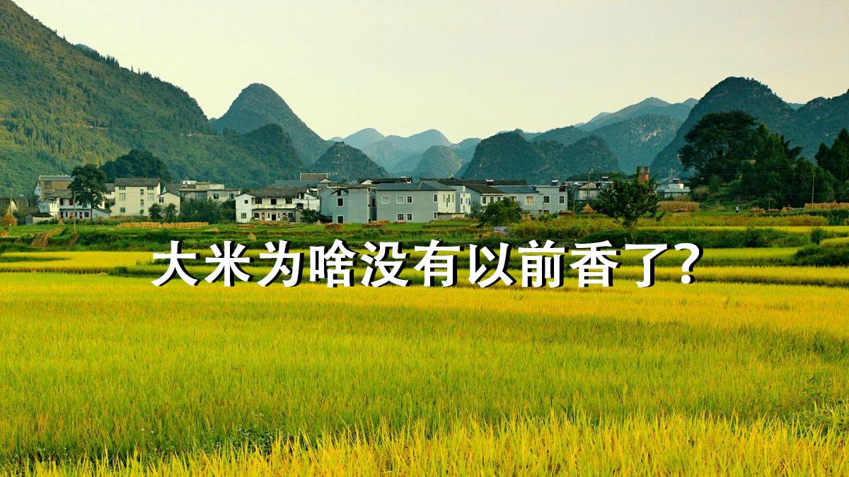 大米为啥没有以前香了？