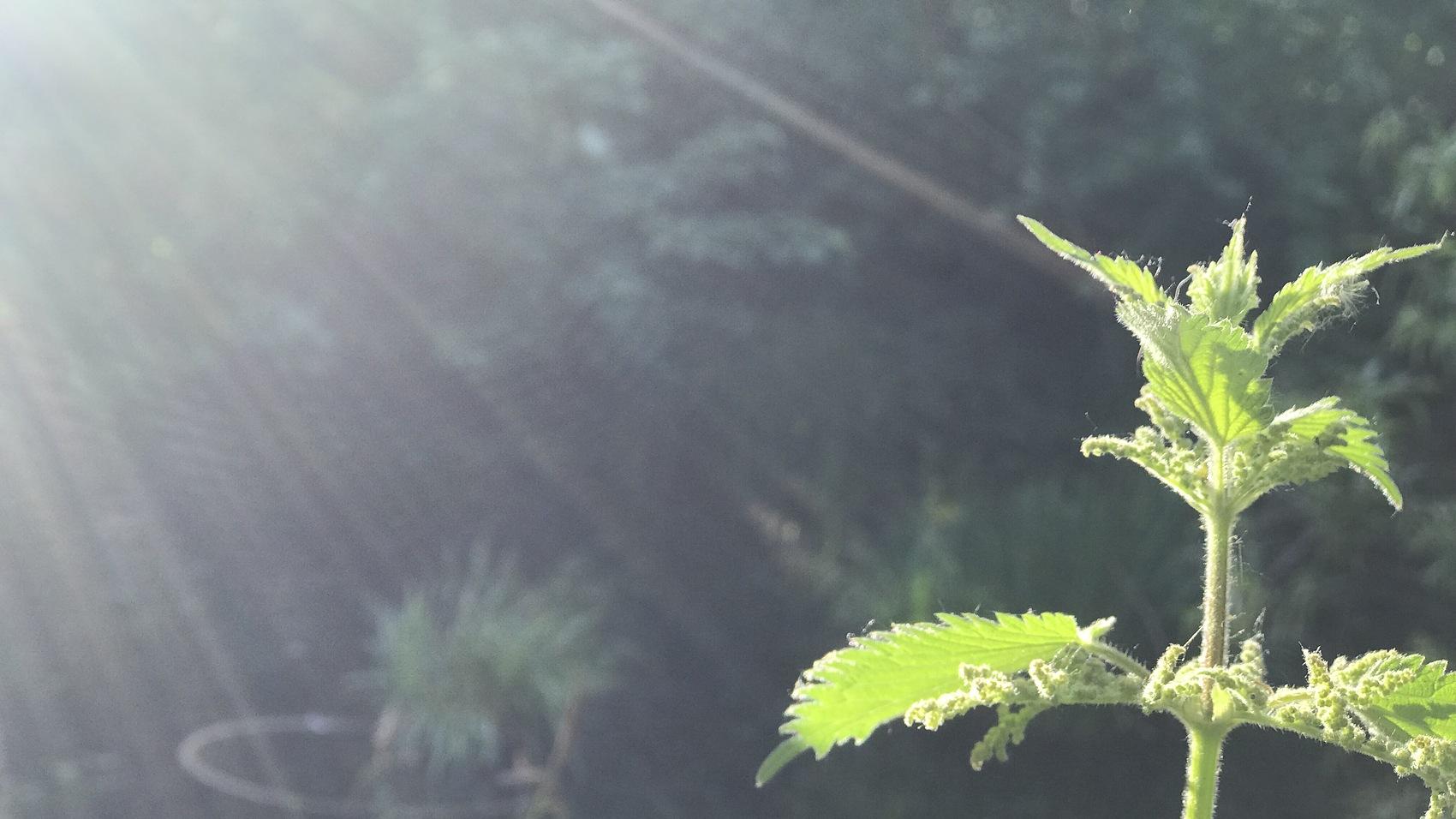 笼中蛋与自由魂