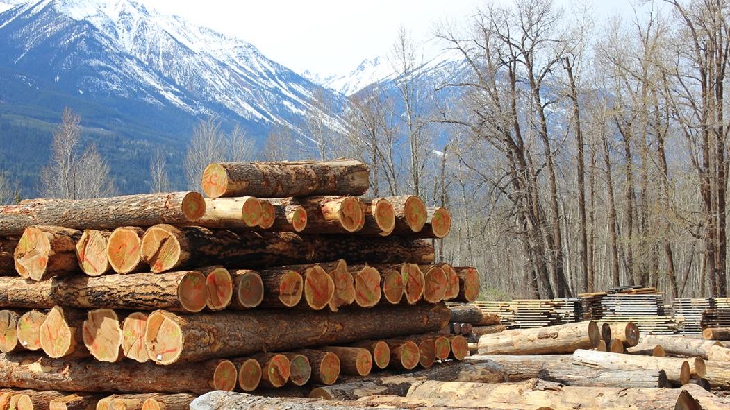 加拿大总理亚洲行：印度能否成为木材等行业出口新“靠山”？