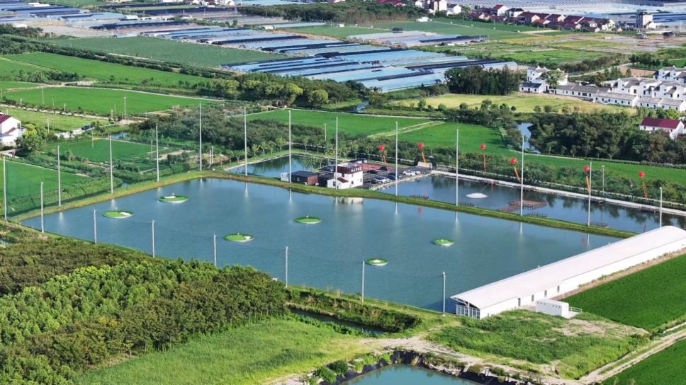 在奉贤金汇飞云岛，解锁魔都初春最“浪”的挥杆方式