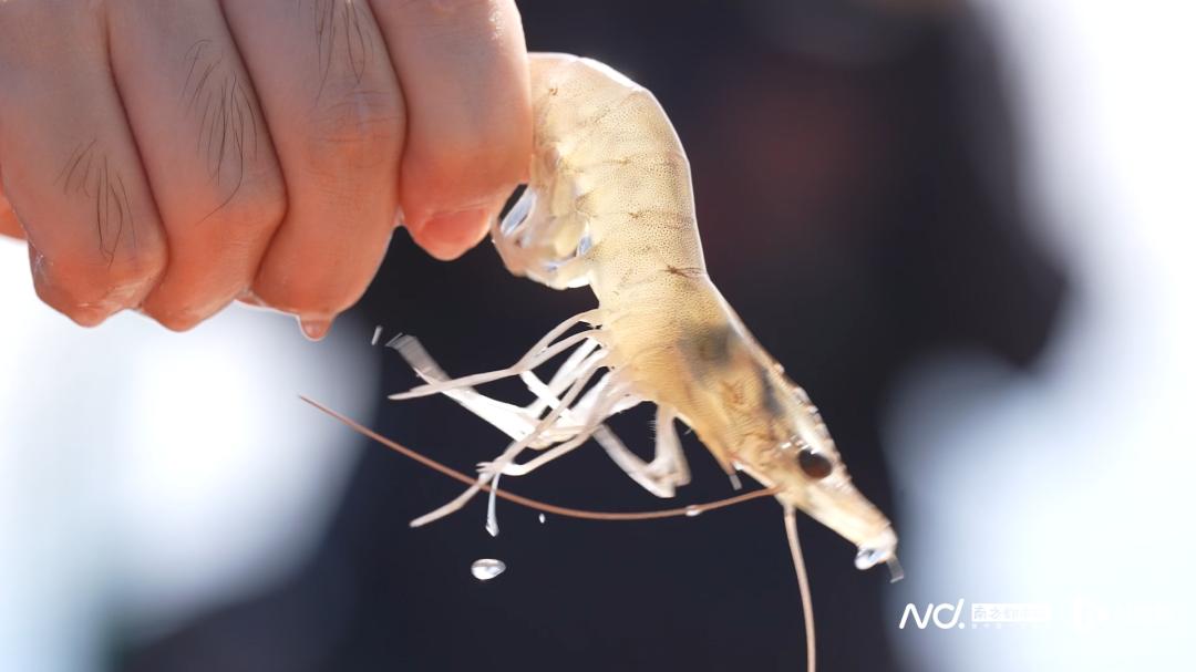 湛江科研团队破解虾苗“卡脖子”难题 红树林生态养殖助农增收