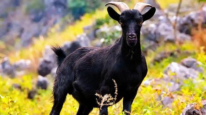 平凉方言：驹骊羊的俗名人尽皆知，它雅名叫啥？