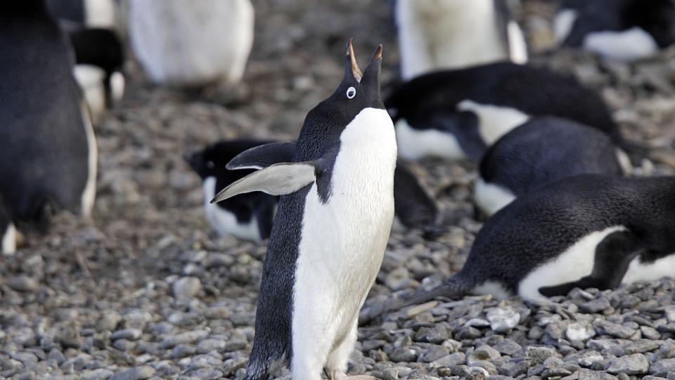 单次起跳3米高！揭秘阿德利企鹅如何利用空气润滑打破物理极限