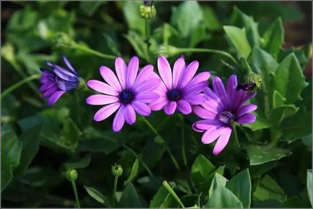 真心很贵，只给对的人：成年人的感情是“有选择”的以心换心