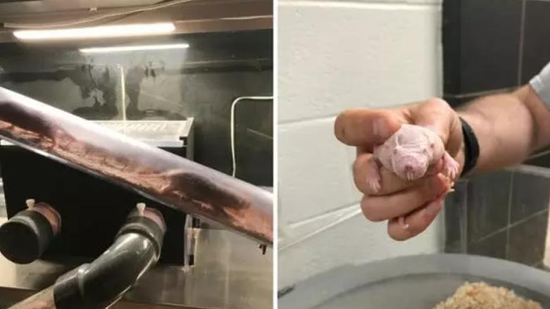 这是最独特的哺乳动物之一，它们不仅是真社会性，还有自己的方言