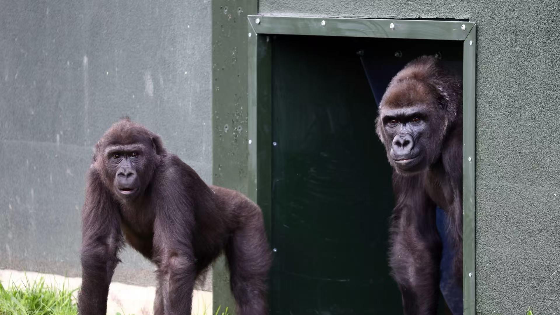 英废弃动物园敲窗大猩猩终迁新居，最大规模搬迁却痛失银背首领