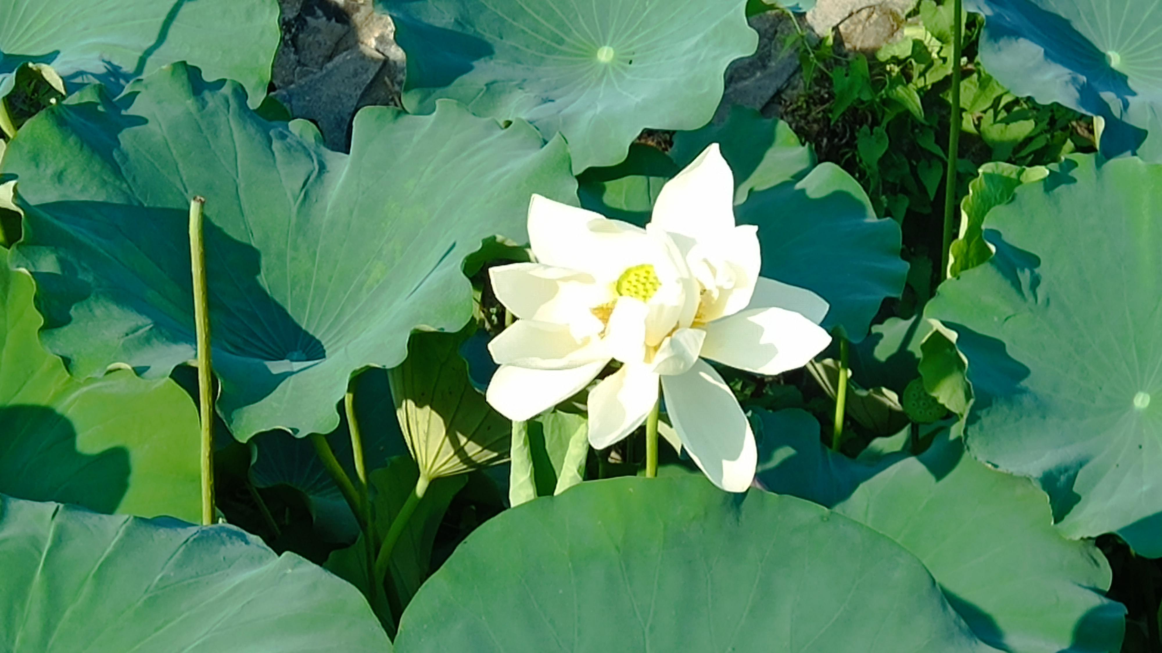 一朵花一棵树，便是美丽与幸福的真谛！