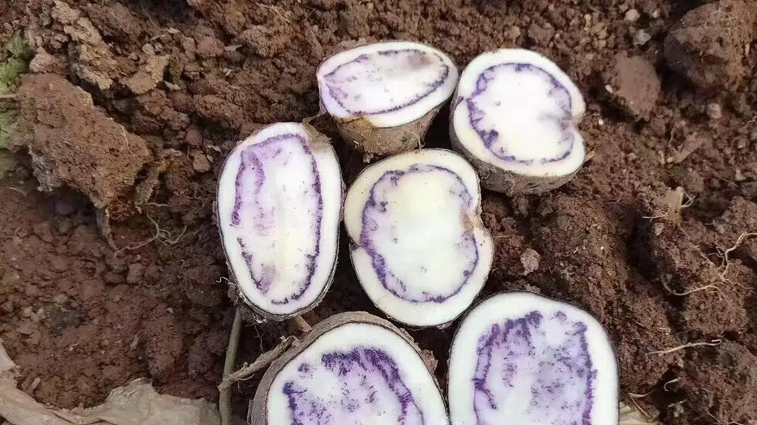 川滇明珠网：会东七彩洋芋，大山里的“薯界天花板”，一口沦陷！