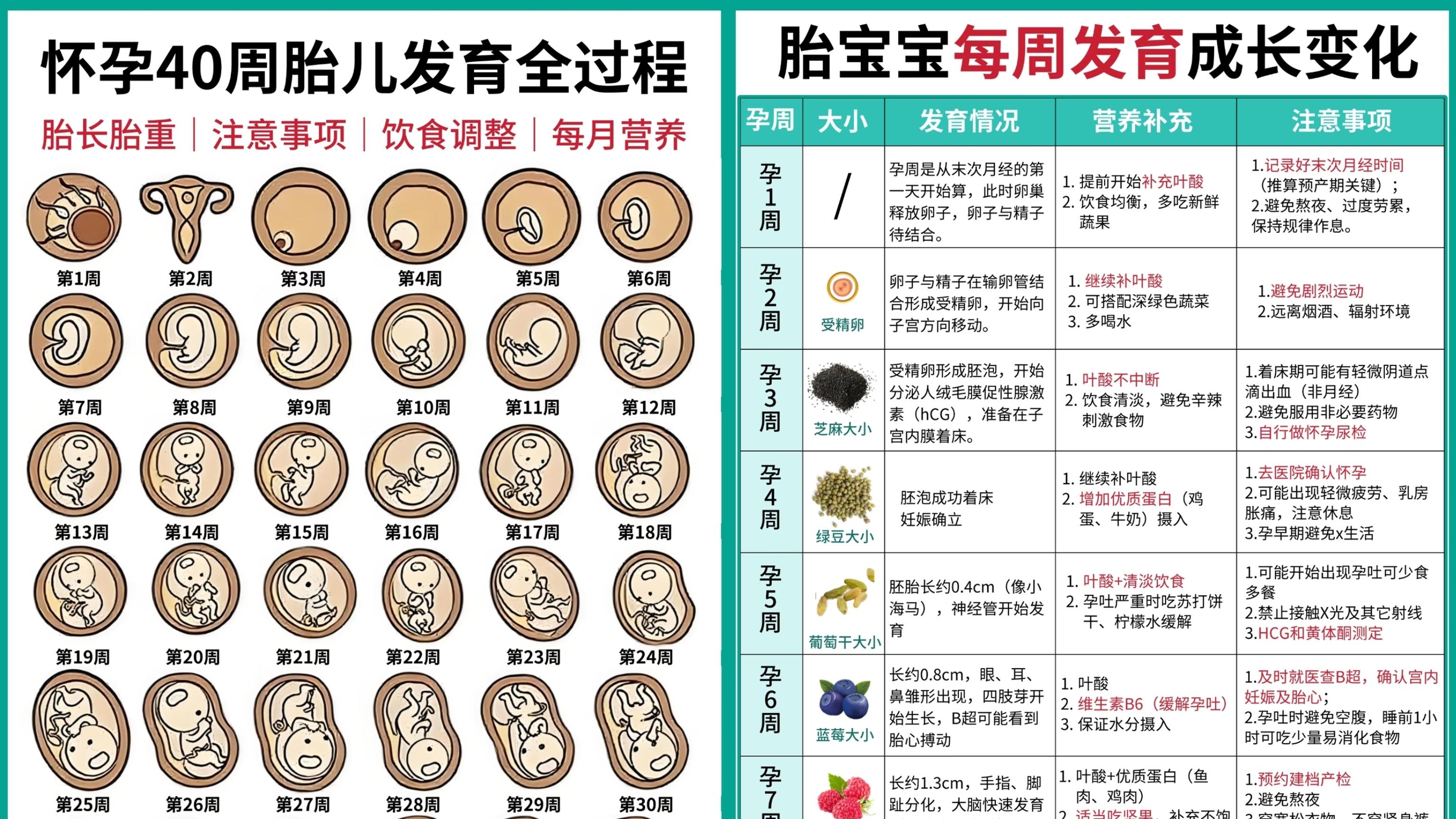 孕期40周全记录：胎宝宝每周成长手册+关键营养与注意事项
