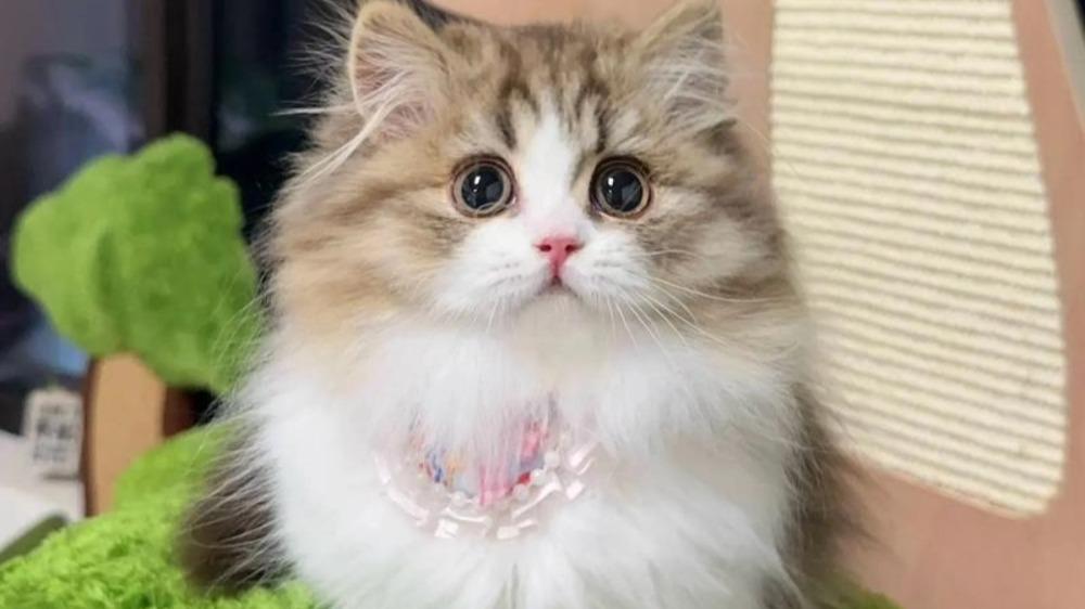 猫只吃猫粮可以吗？2026十大质量好的猫粮牌子推荐前五名